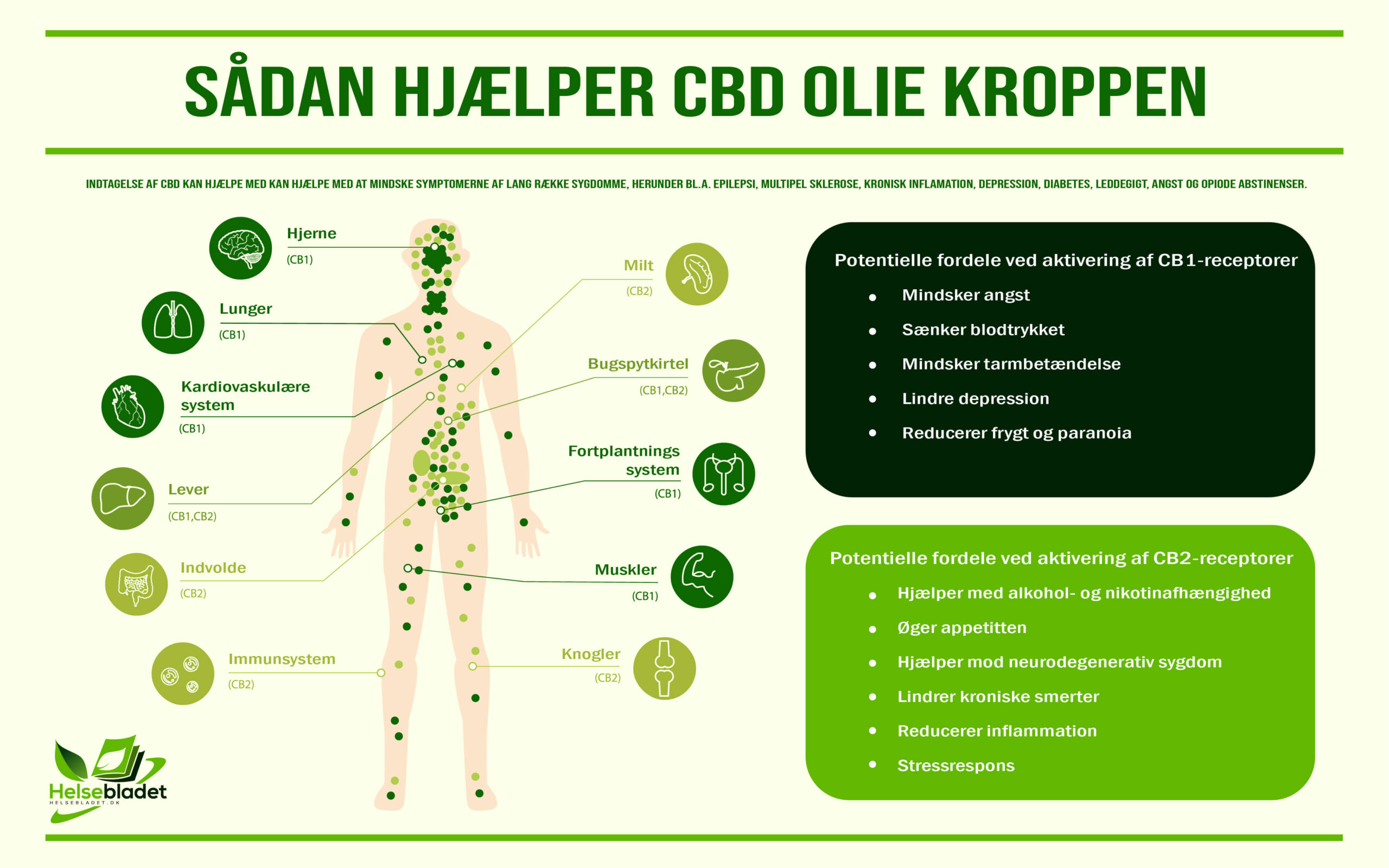 CBD Olie - Sådan hjælper CBD Olie kroppen (Infografik)