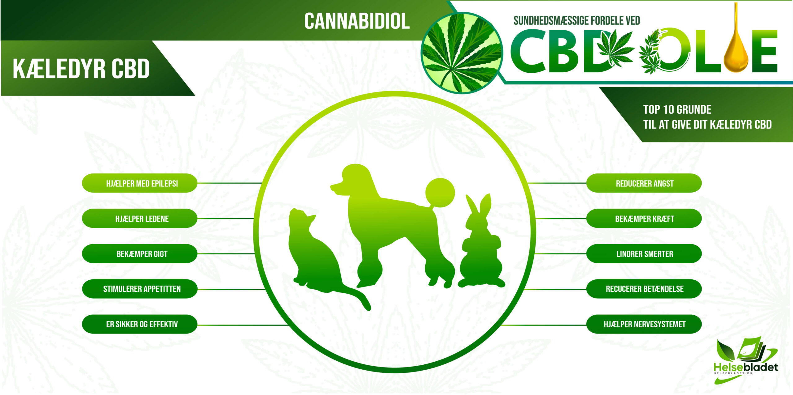 INFOGRAFIK: CBD olie til kæledyr så som hund og kat